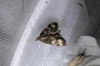Anania coronata
