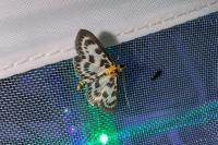 Anania hortulata