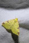 Opisthograptis luteolata