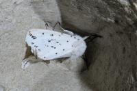 Spilosoma lubricipeda