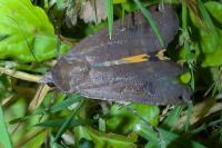 Noctua pronuba