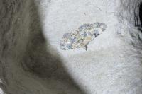 Eupithecia