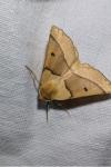 Crocallis elinguaria