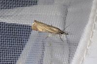 Chrysoteuchia culmella