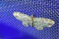 Pasiphila rectangulata