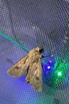Agrotis exclamationis exclamationis