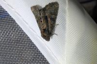 Oligia