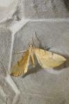 Gandaritis pyraliata