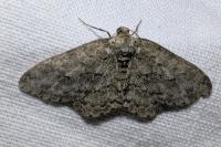 Ectropis crepuscularia