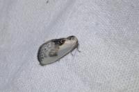 Cilix glaucata