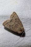 Hoplodrina
