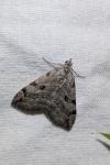 Aplocera plagiata