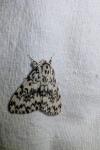 Lymantria monacha