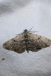 Peribatodes