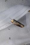 Axylia putris