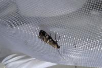 Assara terebrella