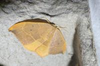 Watsonalla binaria