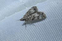 Eudonia lacustrata