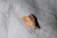 Miltochrista miniata
