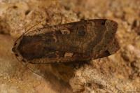 Noctua pronuba