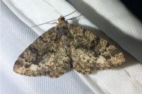 Parectropis similaria