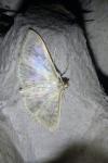 Patania ruralis
