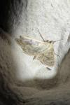 Patania ruralis