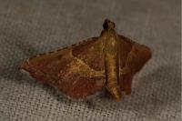 Endotricha flammealis