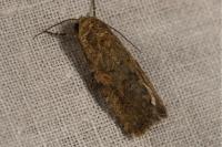 Spodoptera exigua