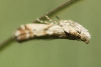 Pempeliella