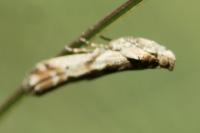 Pempeliella