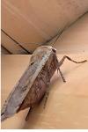 Noctua