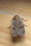 Noctua
