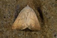 Eublemma pura