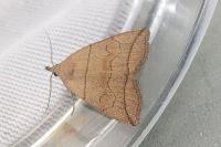 Herminia grisealis
