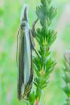 Crambus pascuella