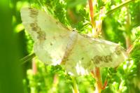 Idaea trigeminata