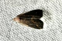 Schrankia costaestrigalis