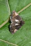 Aedia funesta