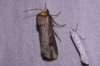 Axylia putris