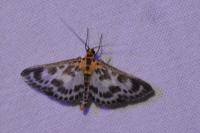 Anania hortulata