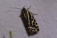 Emmelia trabealis