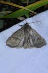 Ipimorpha subtusa