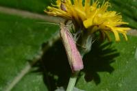 Oncocera semirubella