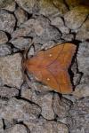 Odonestis pruni