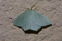 Hemistola chrysoprasaria