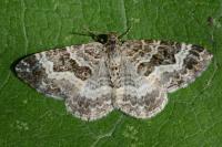 Epirrhoe alternata