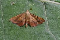 Endotricha flammealis