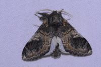 Notodonta tritophus