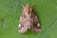 Cosmia diffinis